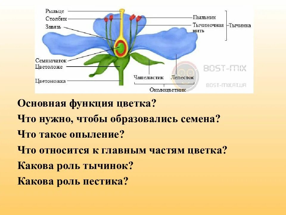 Какую функцию выполняет рыльце. Рыльце цветка. функция рыльца у цветка. завязь это часть. рыльце цветка функции.
