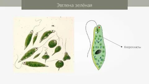 Эвглена зеленая питается