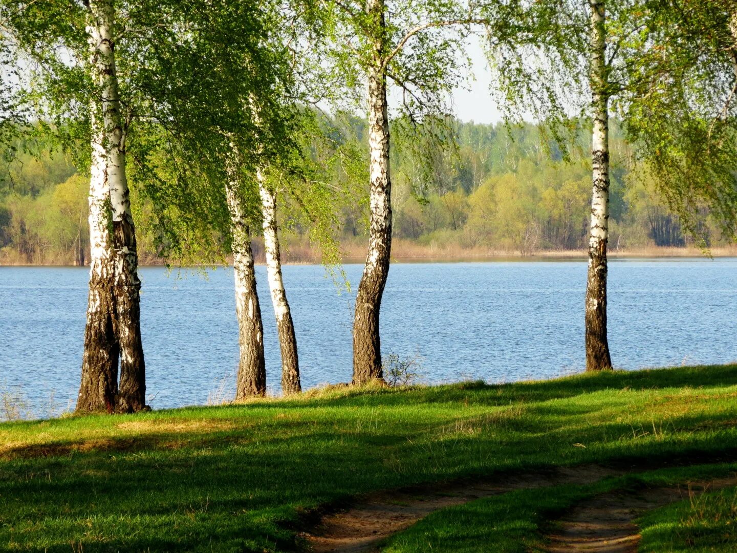 Волжская березка. Березы у воды. Березы на берегу озера. Березы и море. Березы у реки.