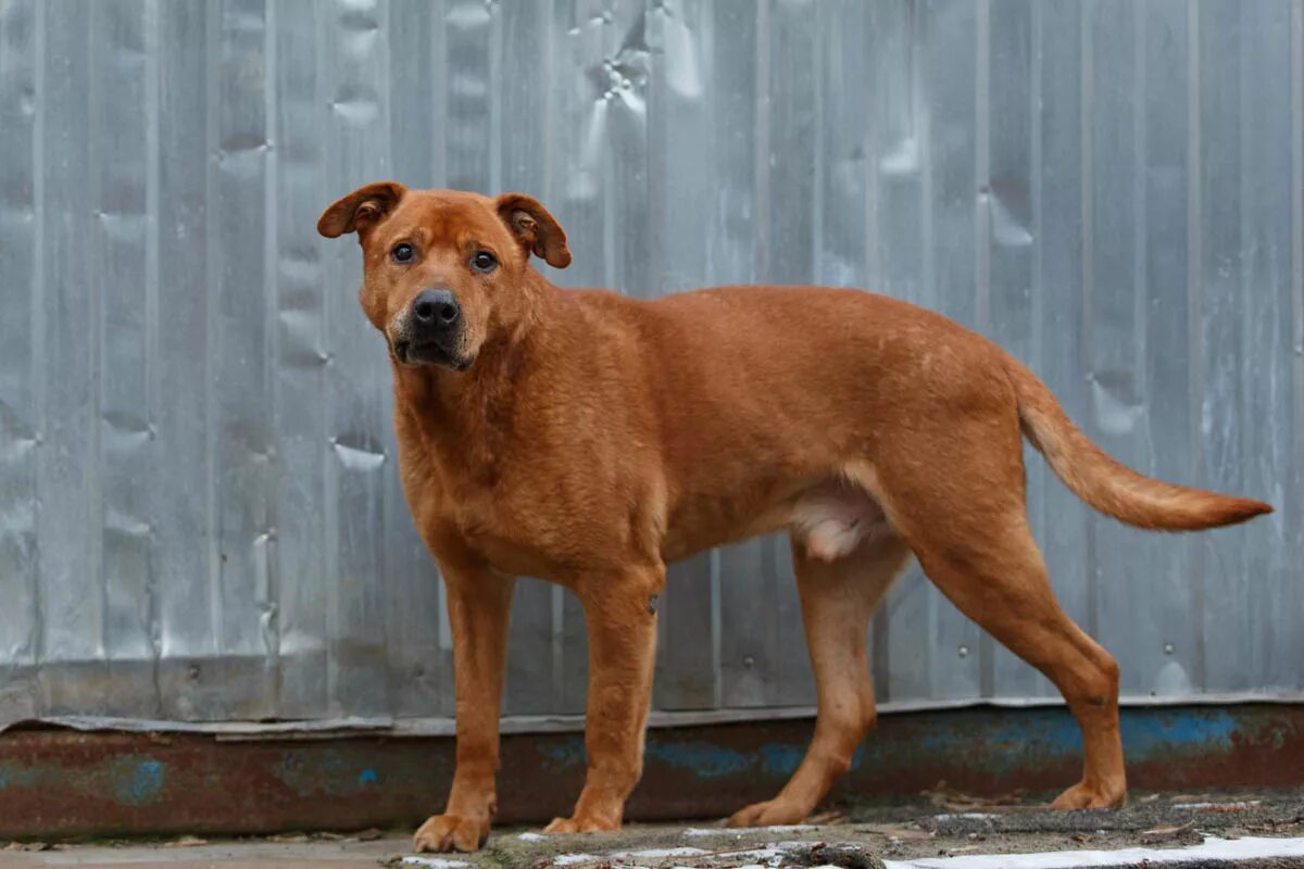 дворовая собака. морда собаки. барбос. собачка барбос. собачка.