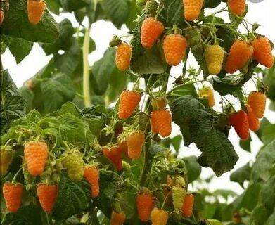 Саженцы малины оранжевое чудо