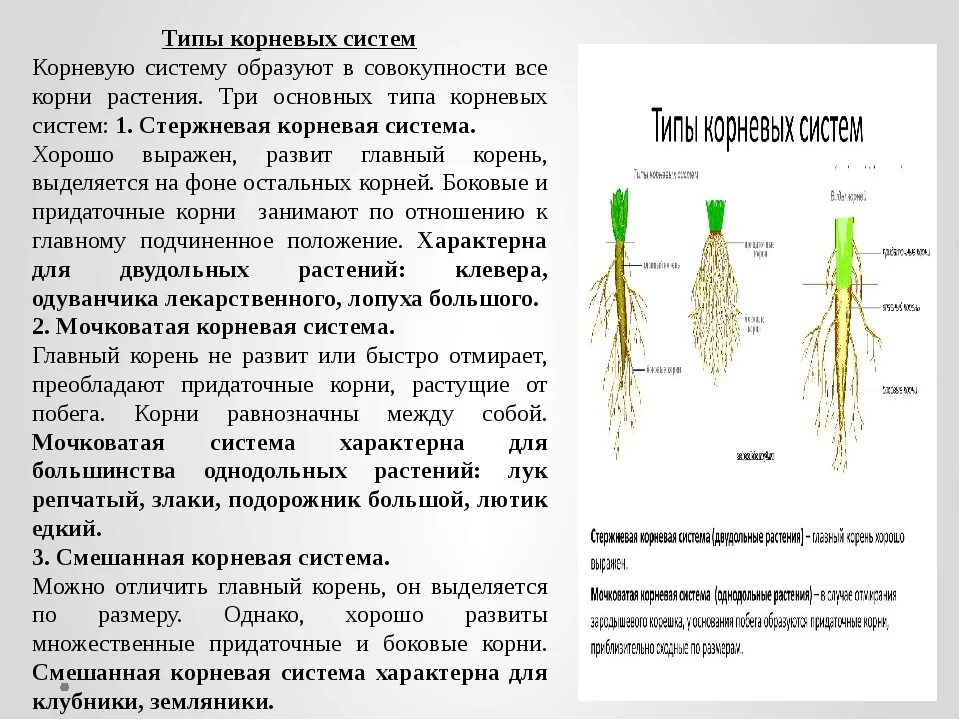 Корень растений строение корня функции. Мочковатая корневая система это в биологии 6 класс. Стержневая корневая система и мочковатая корневая. Типы корневых систем стержневая и мочковатая. Строение смешанной корневой системы.