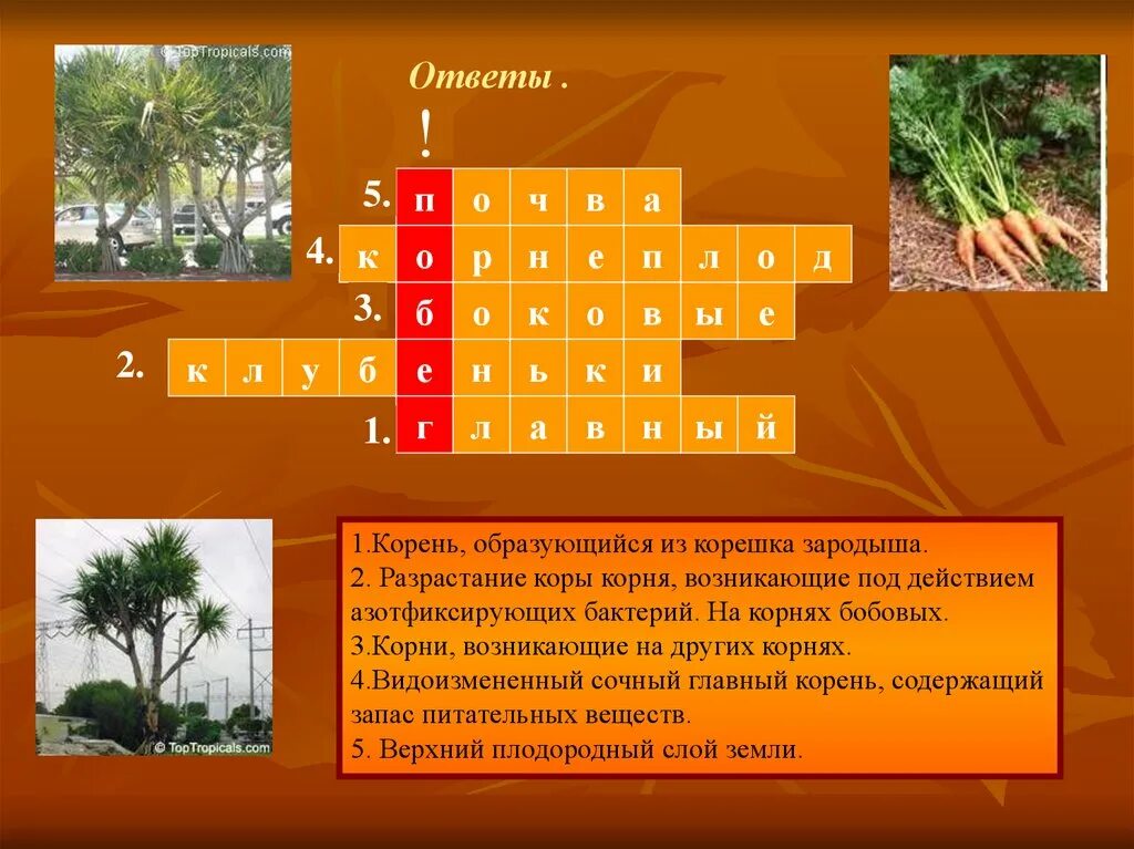 Корнеплод из перу 4 буквы сканворд. Кроссворд по биологии 6 класс. Кроссворд по биологии с ответами. Кроссворд по биологии шестой класс. Кроссворд на тему биология.