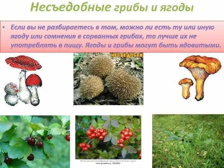 Лесные опасности ядовитые грибы и ягоды. Лесные опасности 2 класс ядовитые грибы. Не съедоьные грибы и ягоды. Несьедобныегрибы и ягоды. Проект опасные грибы 2 класс окружающий мир