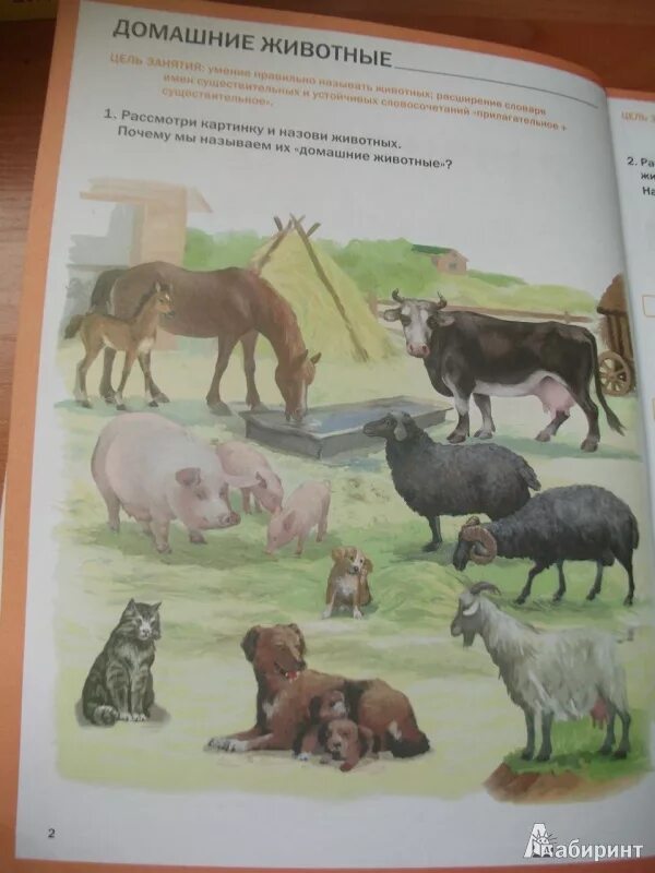Тематический словарь в картинках тематический словарь в картинках. Тематический словарь в картинках домашние животные. Книги для развития речи и словарного запаса. Тематический словарь в картинках. Развитие речи.