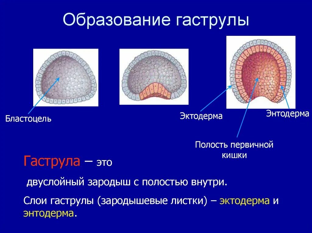 Гаструла эктодерма. Гаструла эктодерма энтодерма мезодерма. нейрула мезодерма бластула эктодерма энтодерма. эктодерма бластоцель энтодерма. образование гаструлы.