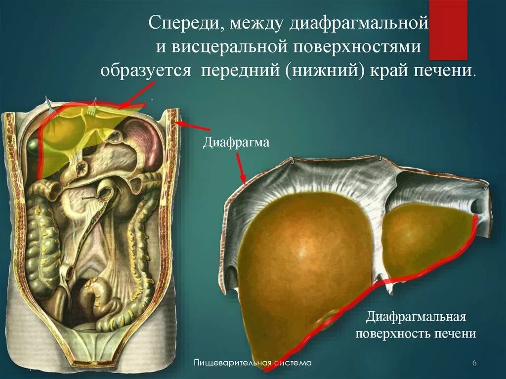 Висцеральная поверхность печени. Диафрагмальная поверхность печени. Поверхности желчного пузыря. Диафрагмальная поверхность печени анатомия. Диффузная печень и желчный пузырь