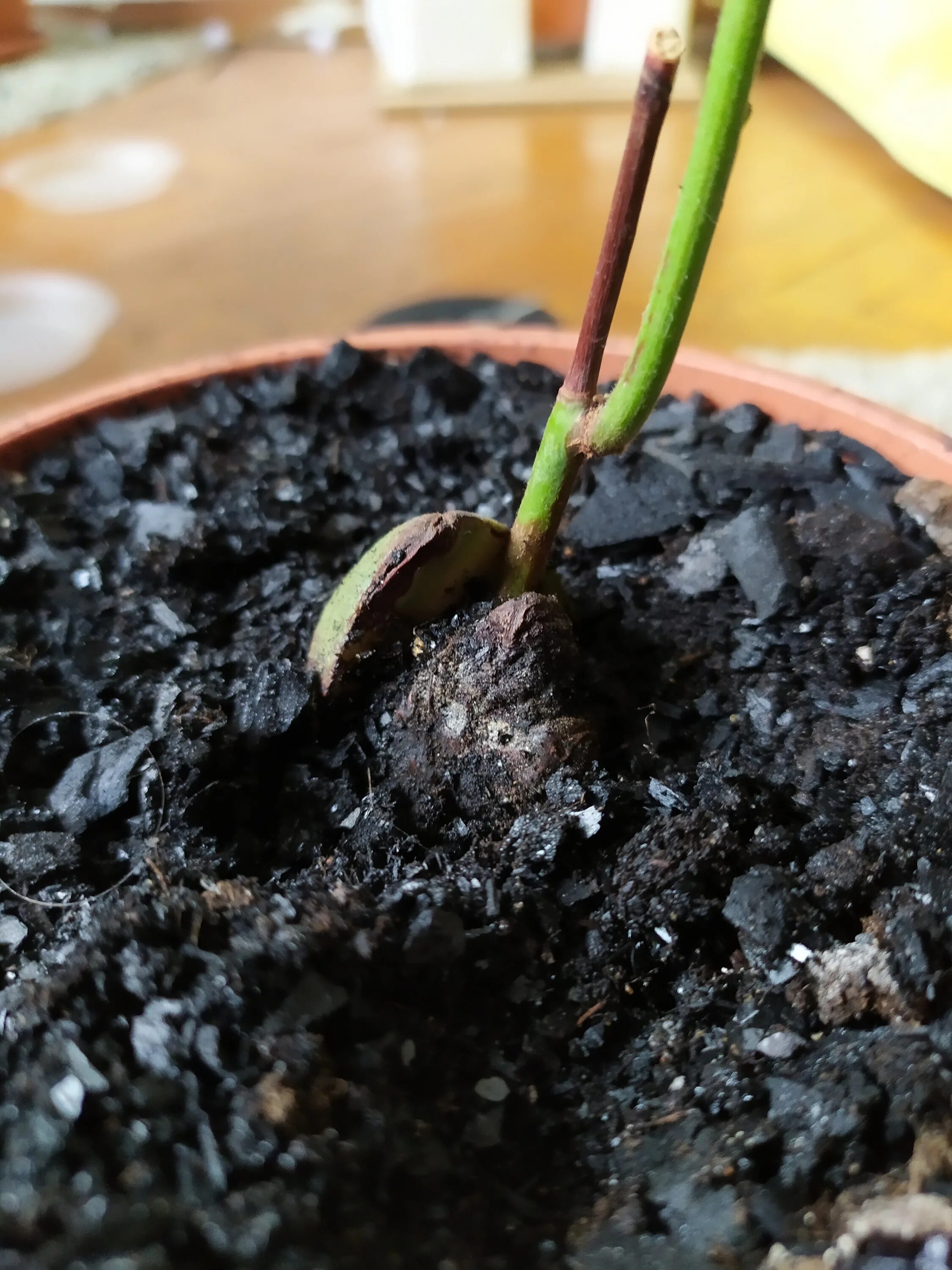 Росток алычи. Прорастить косточку абрикоса. Сливовая косточка. Росток абрикоса из косточки. Как вырастить сливу из косточки пошаговая инструкция.