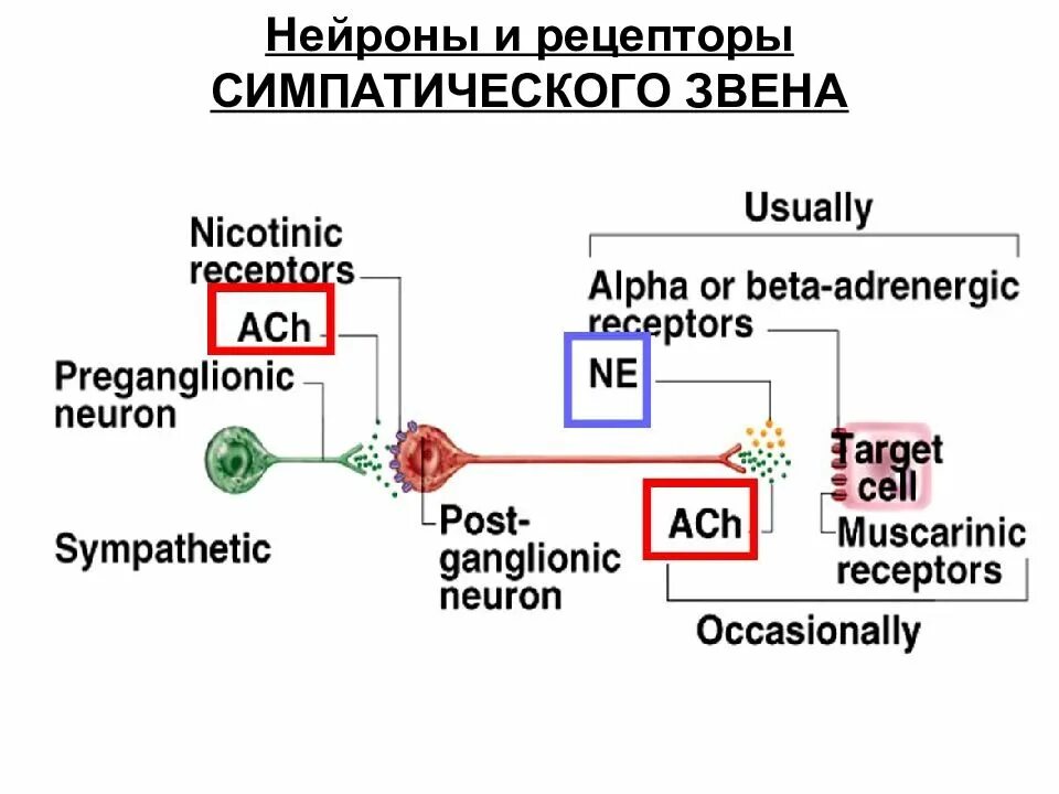 Нейронные рецепторы. Рецепторы нервных клеток. Рецепторные Нейроны. Рецепторы афферентных нейроцитов.