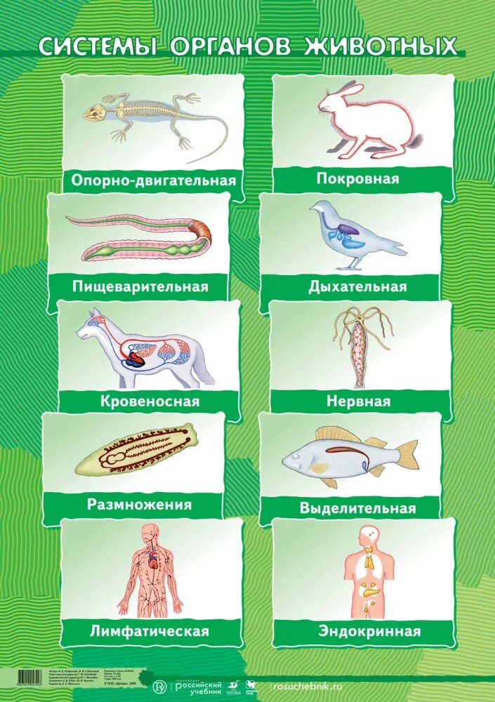 Органы животных 6 класс. Системы органов животных таблица. Системы органов животных и их функции. Схема системы органов животных. Биология системы органов животных.