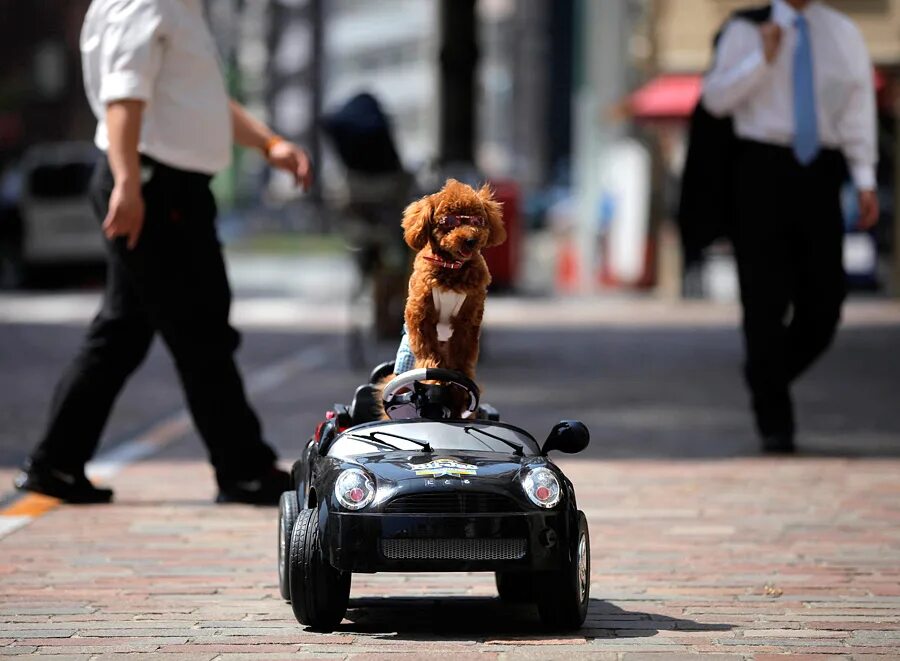 Перевозка собак на велосипеде. Собаки на которых ездят. Собака на которой ездят. Порода собак которая ездит на машине. Велопутешествие с собакой.