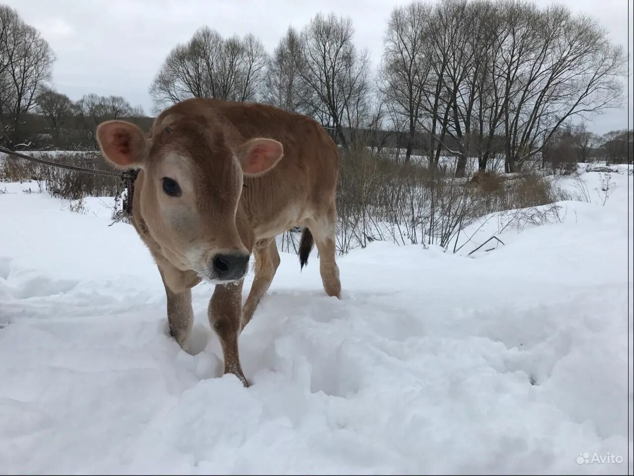 Телята обнимаются. Два бычка. Телята. Влюбленная корова. Теленок.