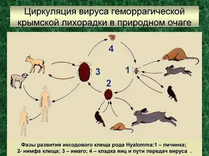 Глпс патогенез