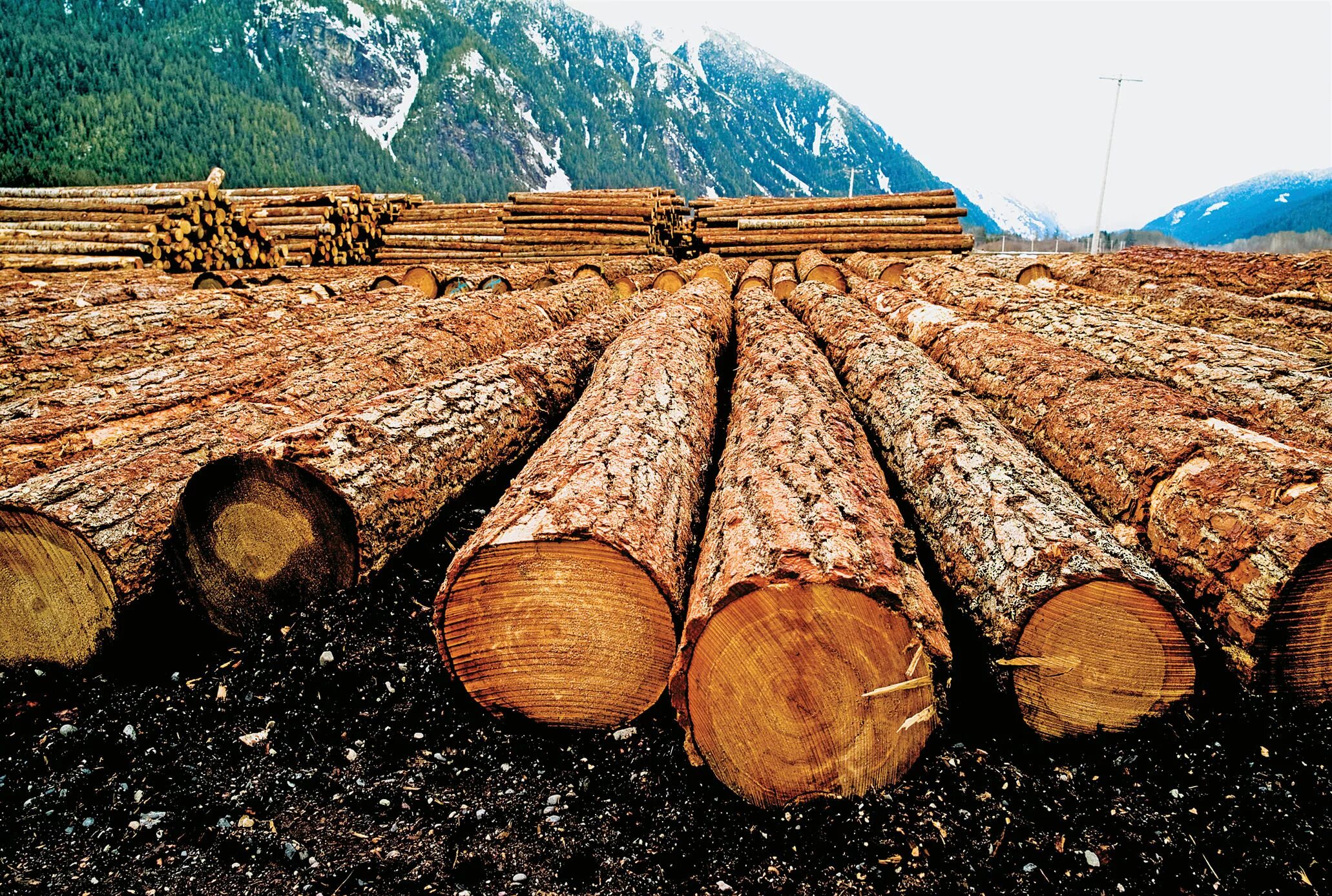 Дерево используют для изготовления. Лесная промышленность Чили. Лесная промышленность Канады. Канада лесообрабатывающая промышленность. Лесоторговая промышленность Канады.