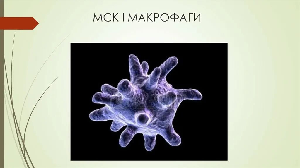 2 макрофаги. Макрофаги как выглядят. Макрофаги животных. М2 макрофаги. Макрофагоцит.