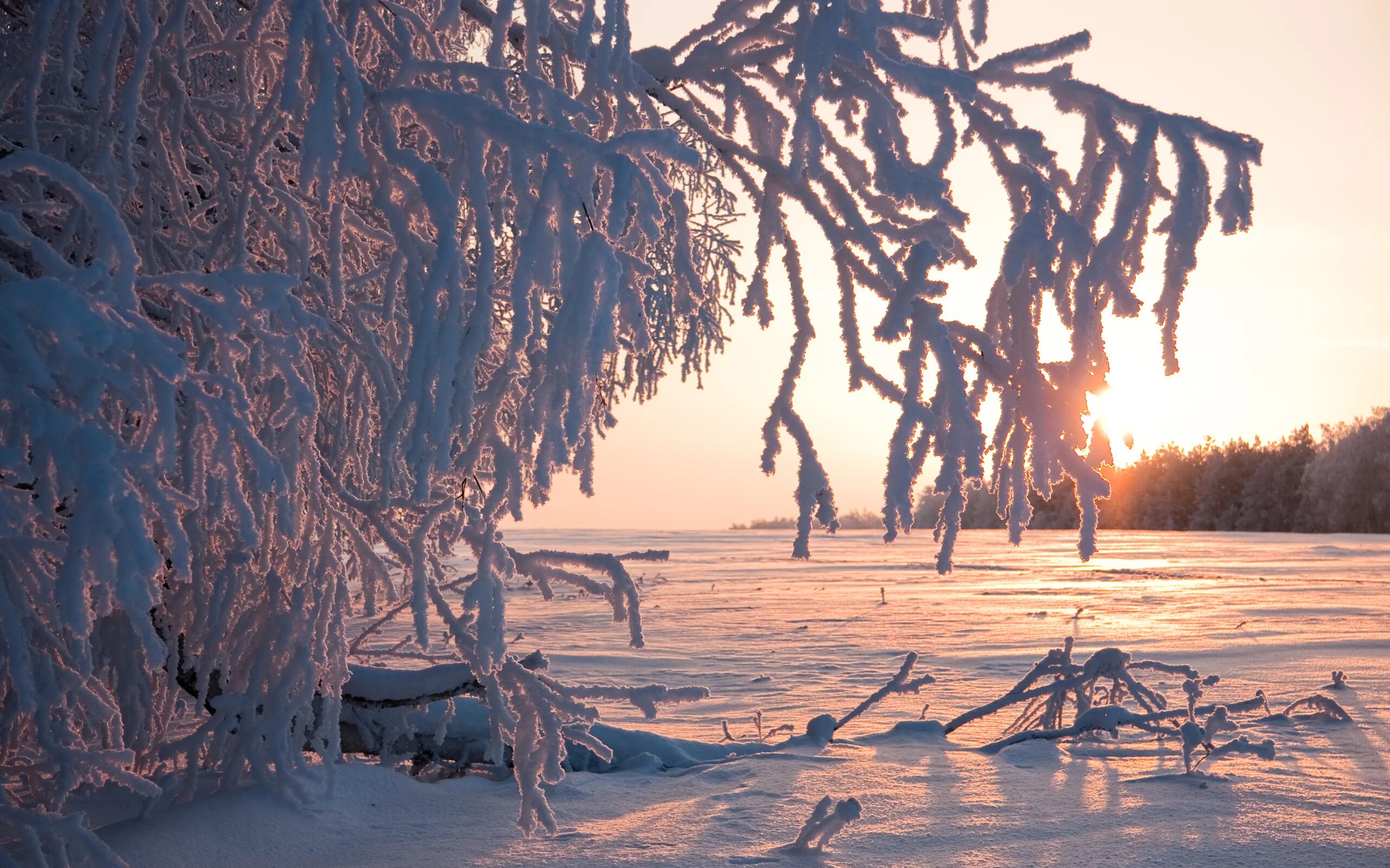 Снег мороз иней. Иней на деревьях. Деревья в снегу. Морозные деревья. Зима иней на деревьях.