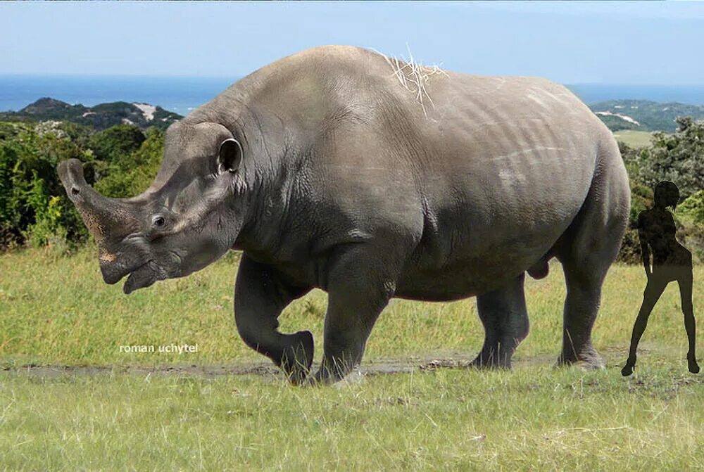 Масса самого большого животного на земле. Embolotherium ergiliense. Эмболотерий носорог. Самые большие наземные животные. Гигантские млекопитающие.