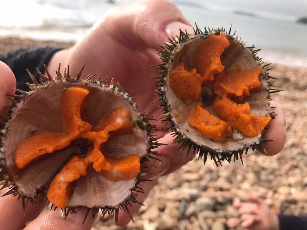 Можно есть морских ежей. Икра морского ежа. Икра морского ежа Мурманск. Морской еж икра. Морской еж Охотское море.