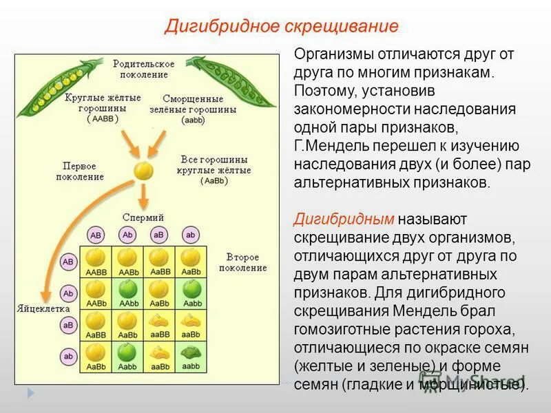 Моногибридное скрещивание. Альтернативное скрещивание. Сколько пар альтернативных. Моногибридное анализирующее скрещивание. Основные закономерности моногибридного скрещивания.
