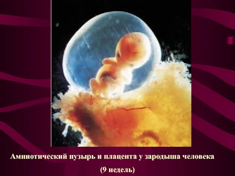 Воздушный пузырь у зародышей. Схема строения куриного эмбриона. Эмбриональное развитие. Воздушный пузырь у зародыша человека. Первая стадия развития зародыша рыбы.