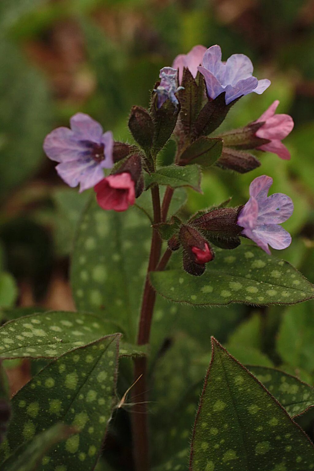 Медуница Лесная. Медуница (Pulmonaria). Медуница валовидная. Pulmonaria officinalis. Как выглядит цветок медуница