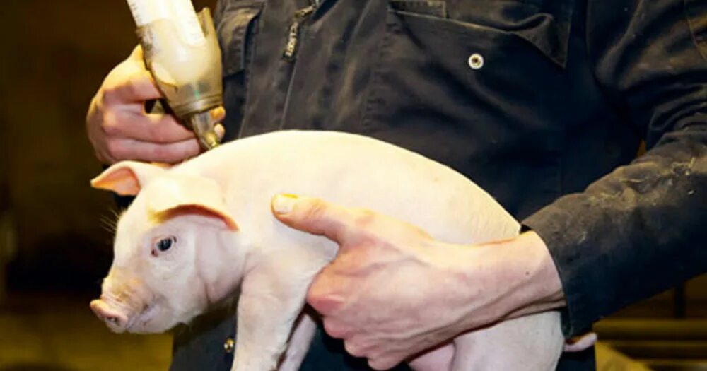 Антибиотики в животноводстве. Селекция свиней. Ветеринария сельскохозяйственных животных. Цирковирус свиней дерматиты. Ротавирусный энтерит поросят.