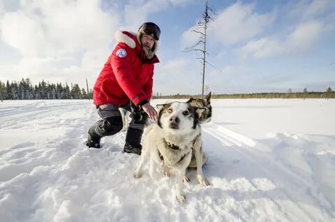 Russian team dog