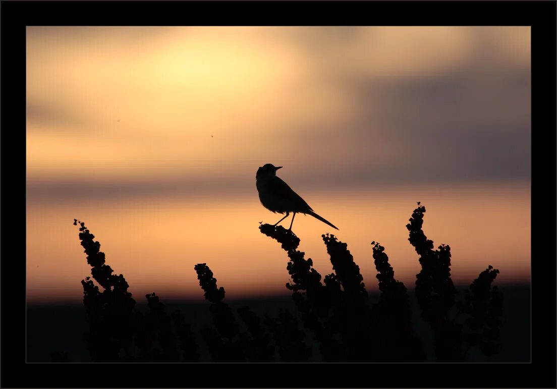 думающая птичка на белом фоне. птица задумалась. вопросы про птиц. гулька голубь. птица думает.