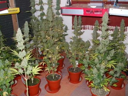 Auto plant
