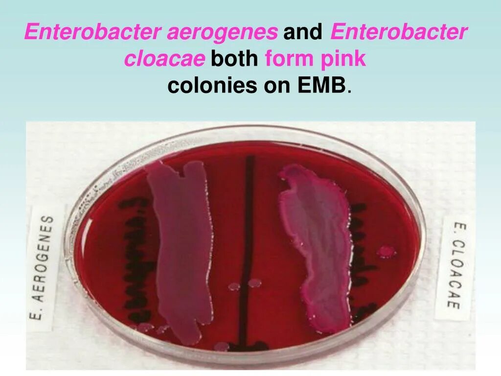 Enterobacter cloacae что это. Энтеробактер фекальный. энтеробактер аэрогенес. энтеробактер cloacae. enterobacter на среде эндо.