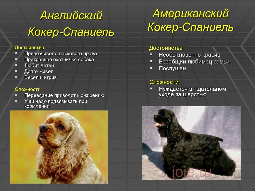 Форум на Kuban.ru - Показать сообщение отдельно - Ушастое счастье - спаниели - 4