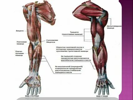 Өздеріңіз көріп тұрғандай, пискадағы мүшесі