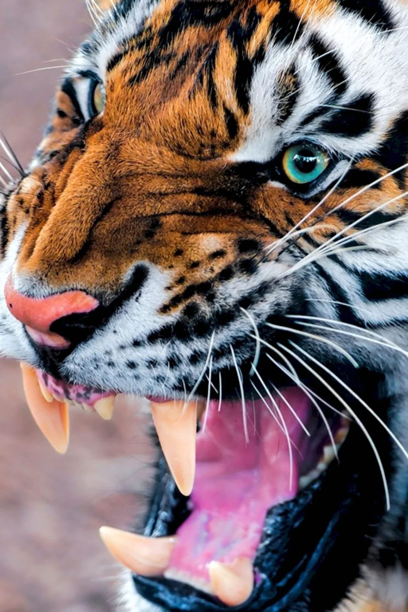 Тигр в огне. Чехол с тигром. Телефон tiger. Взгляд тигрицы. Телефон тайгер.