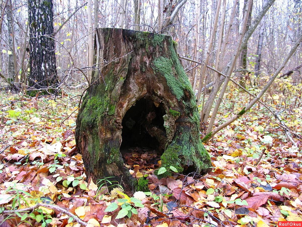 Домик лешего. Домик лешего. Домик лешего. Домик лешего. Дом лешего.