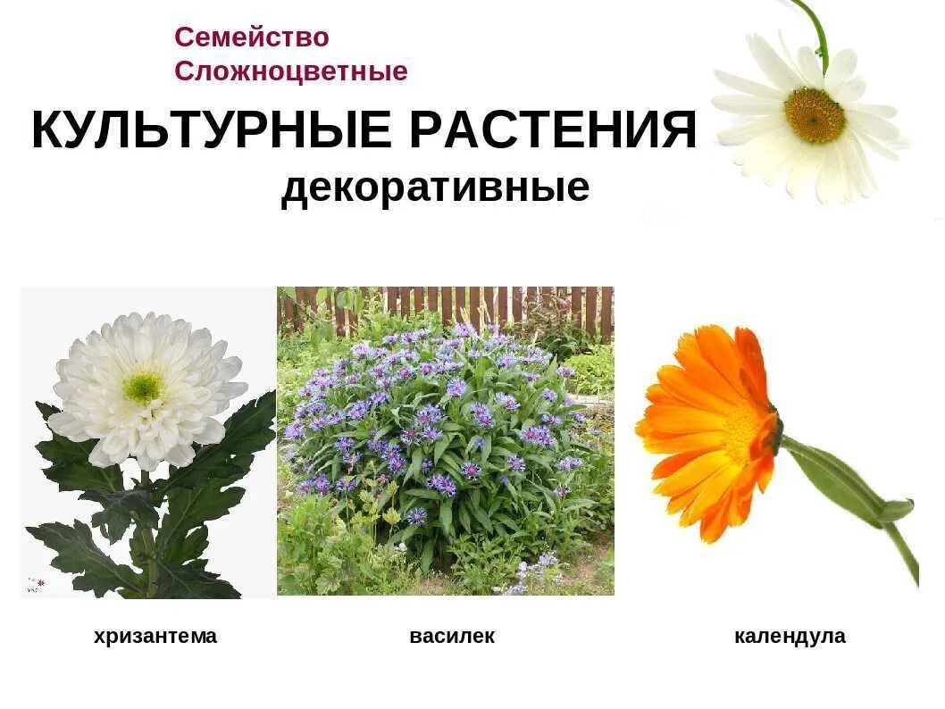Картинки ТЕКСТ СЕМЕЙСТВО СЛОЖНОЦВЕТНЫЕ