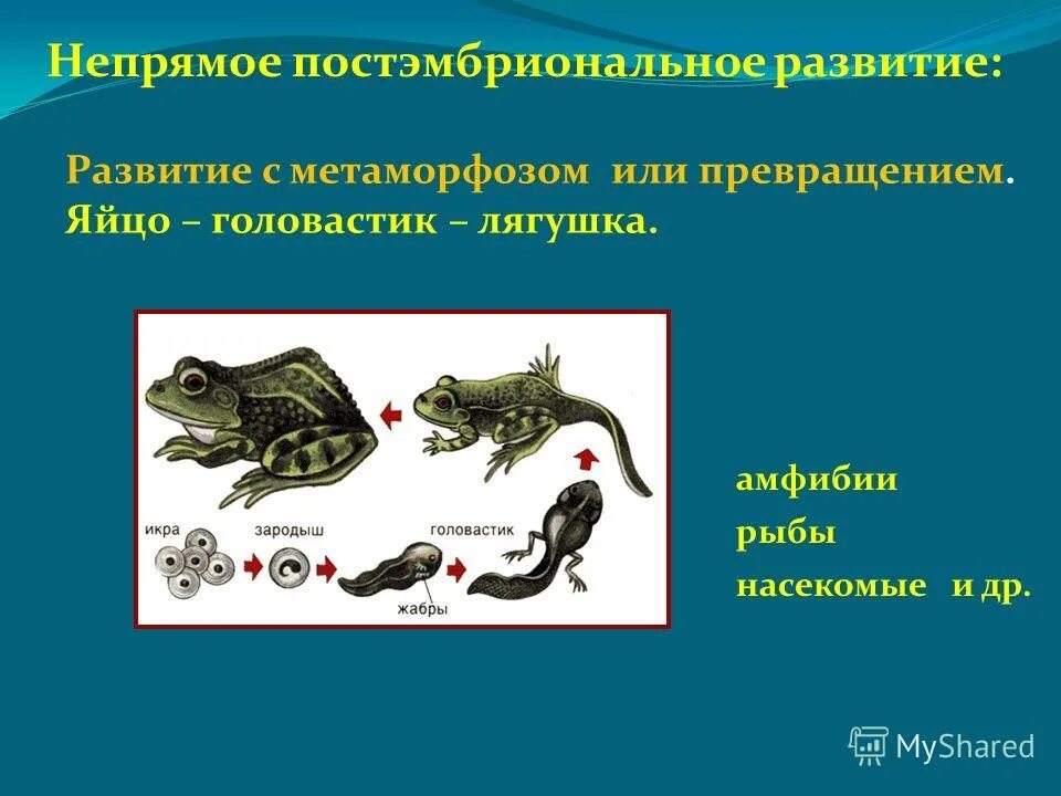 Тип развития рыб прямое или