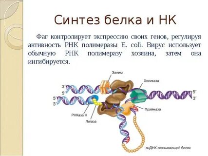 Синтез белков в растительной клетке