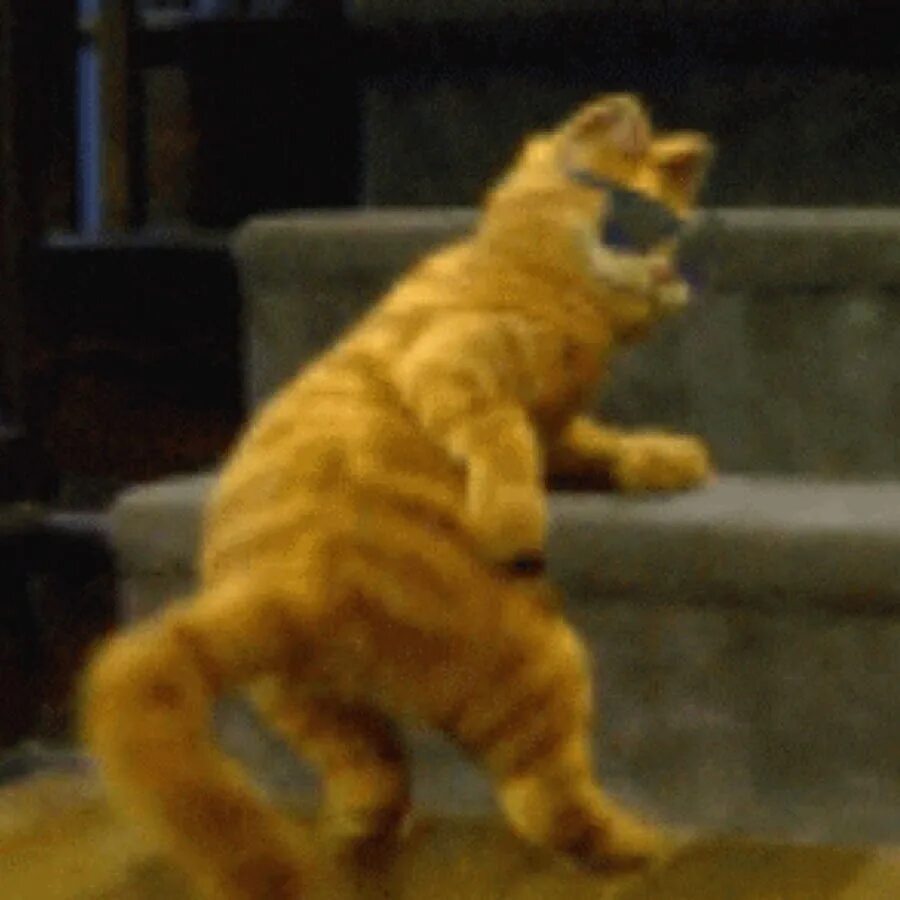 Гифка танцующего кота. Танцующий котик gif. Котик танцует гиф. Котик танцует гиф. Танцующий котик gif.