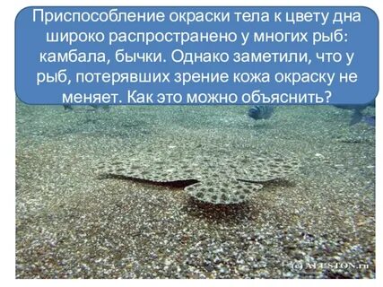 Приспособление камбалы
