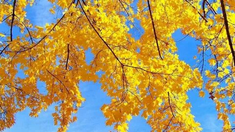 Осень желтая листва осень неба песня