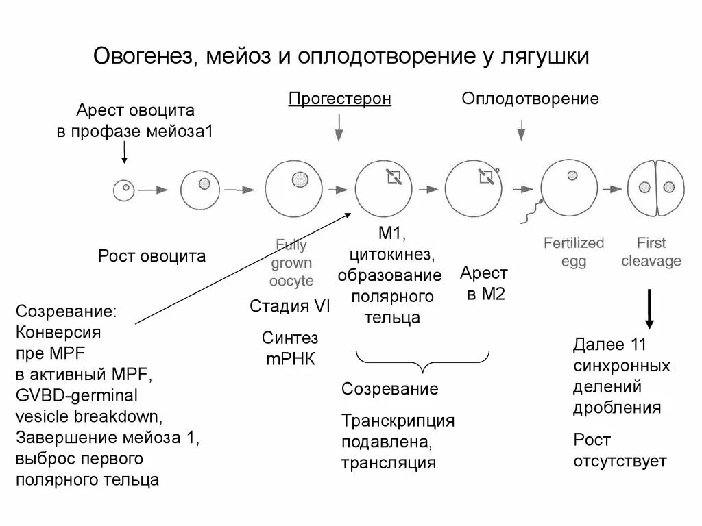 Овогенез мейоз 1. Фаза созревания овогенеза. Образование половых клеток мейоз. 1 Блок мейоза при овогенезе.