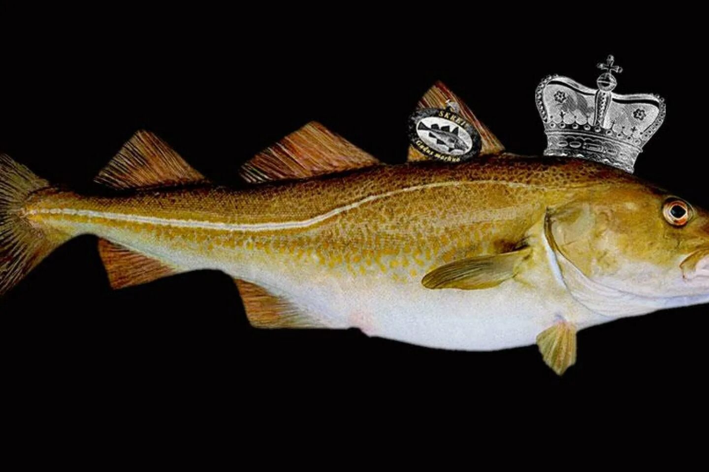 Рыба из тресковых. Треска в арктике. Королевская треска. Рыба семейства тресковых морская. Отряд тресковые рыбы представители.