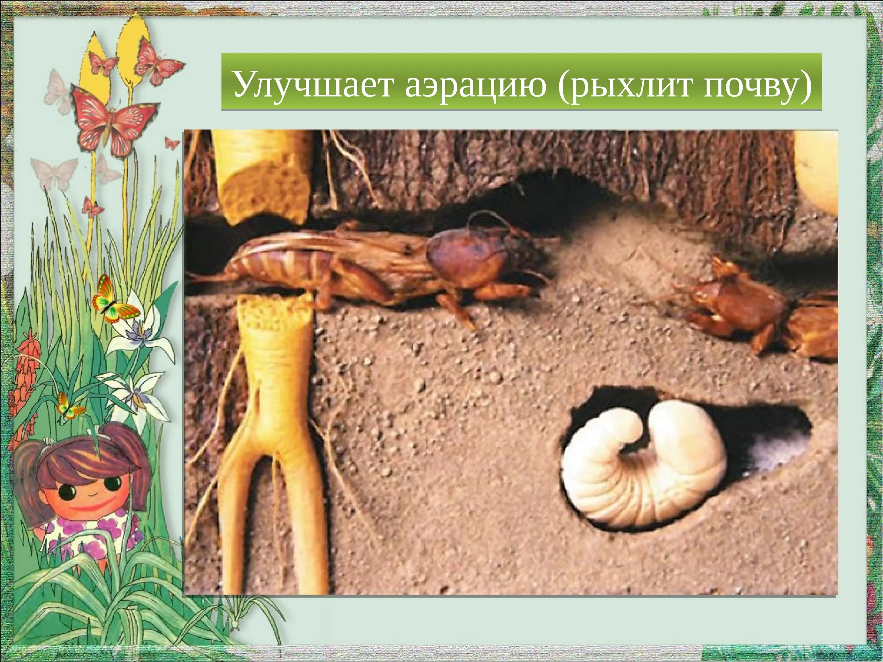 Приспособление к среде обитания кактуса медведки. Медведка среда обитания почвенная. медведка приспособления к жизни в почве. медведка место обитания. жизненный цикл медведки.