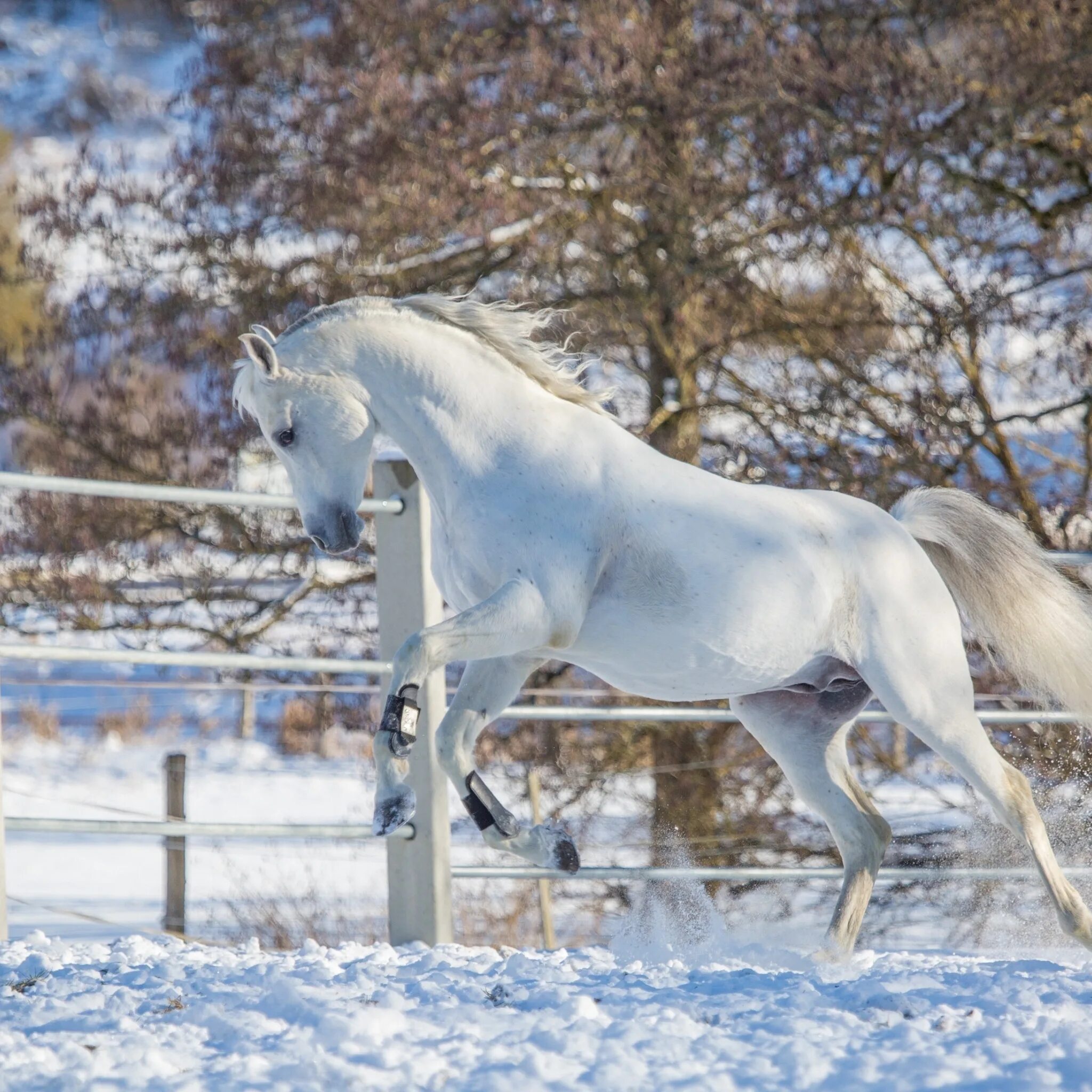Лошади времен года. Зимние лошадки. Лошадь зима. Лошади в снегу. Снежный конь.