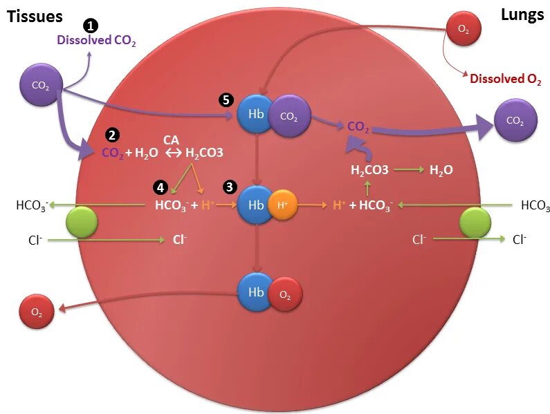 Carbon oxygen carbon dioxide