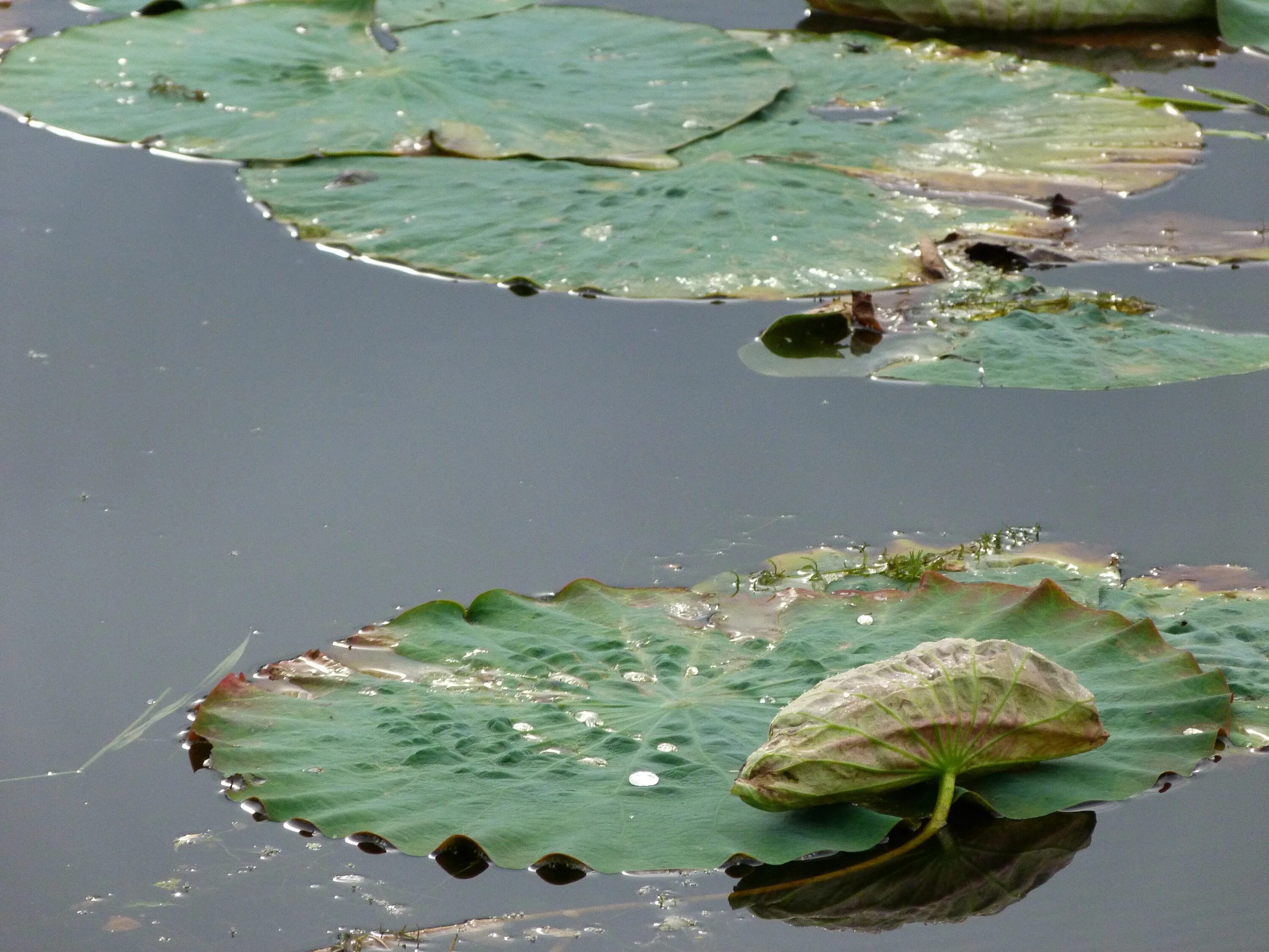 Большие листья на воде