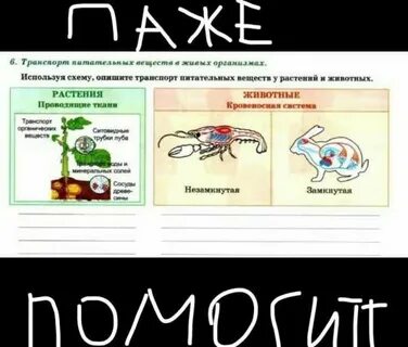 Транспорт питательных