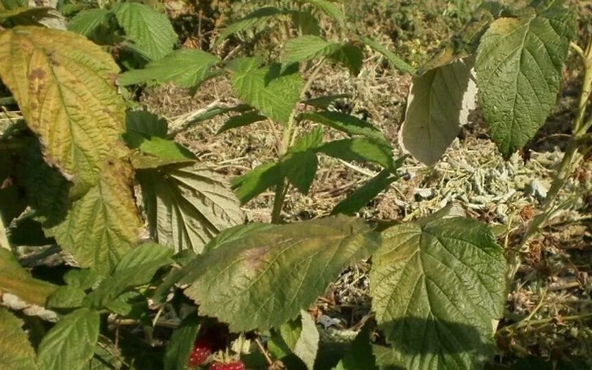 Пурпурная пятнистость малины. Мраморная пятнистость малины. Антракноз ежевики. Мраморная пятнистость малины. Малина мозаичная пятнистость.