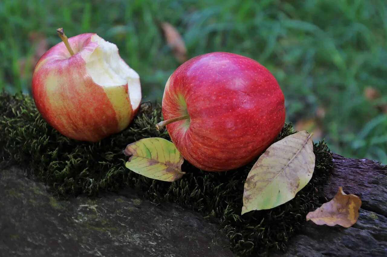 Откусанное яблоко. Мемы про яблоки. Несколько яблок обгрызанный хлеб. Отгрызали корочку пока нес хлеб домой. Статуэтка огрызок яблока.