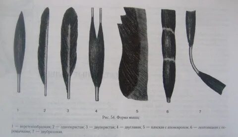 Формы раны